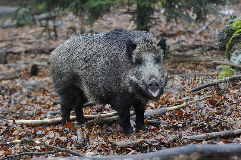 野猪(Sus scrofa)